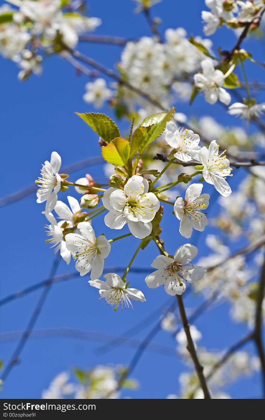 Cherry tree