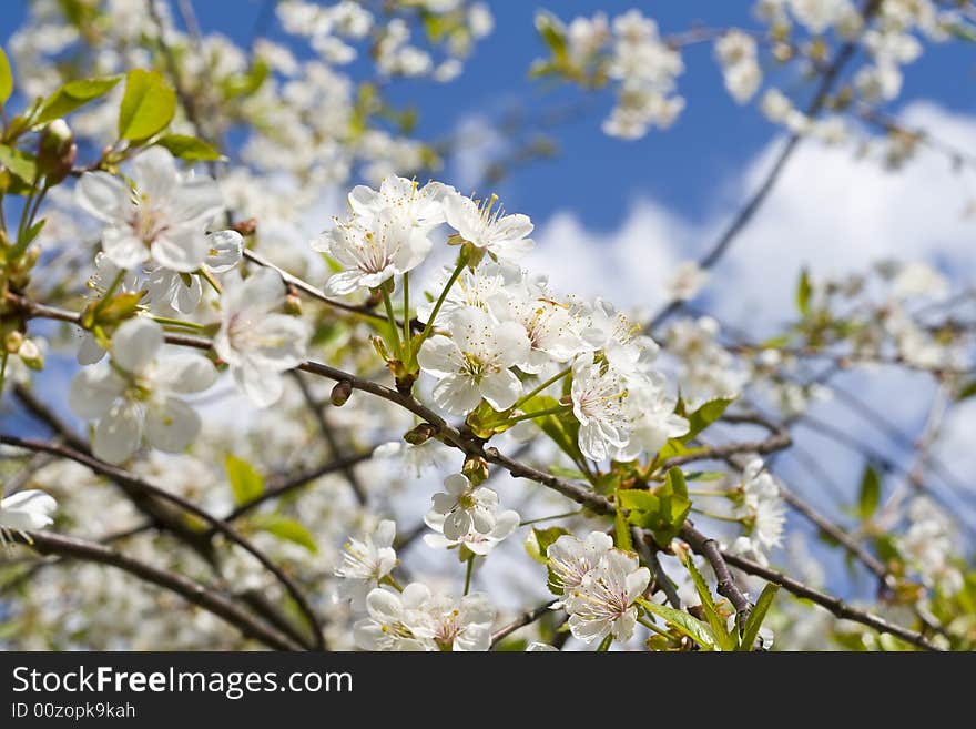 Cherry tree