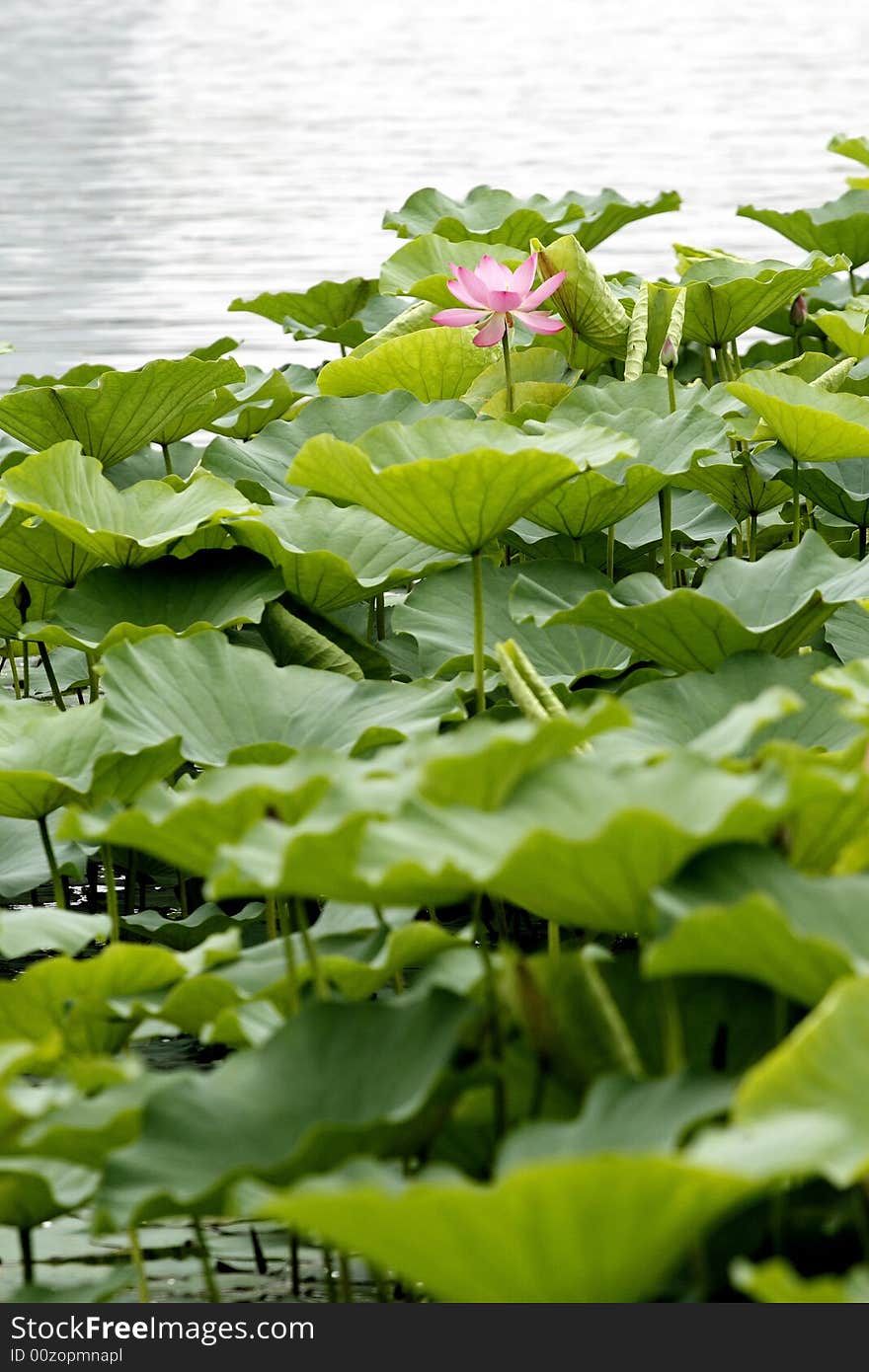 Lotus in the pond.