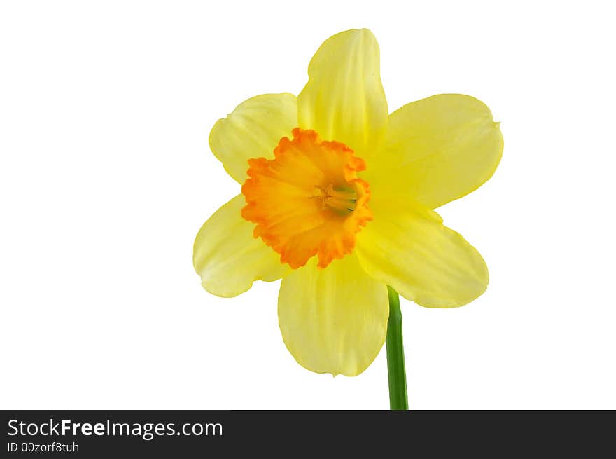 Yellow daffodils