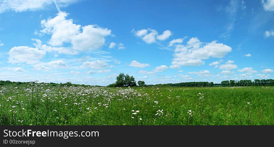 Valerian growing on meadows near the river Southern Bug