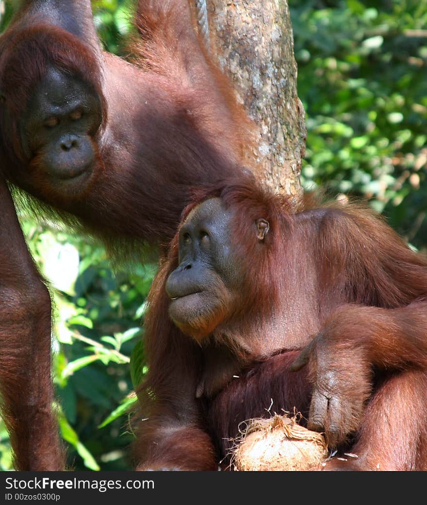 two orangatang  in the wild bornio