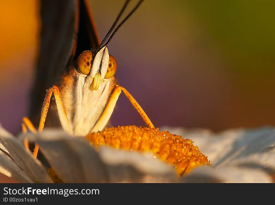 Beautiful butterfly na on the ox-eye daisy. Beautiful butterfly na on the ox-eye daisy