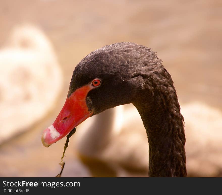 Black swan