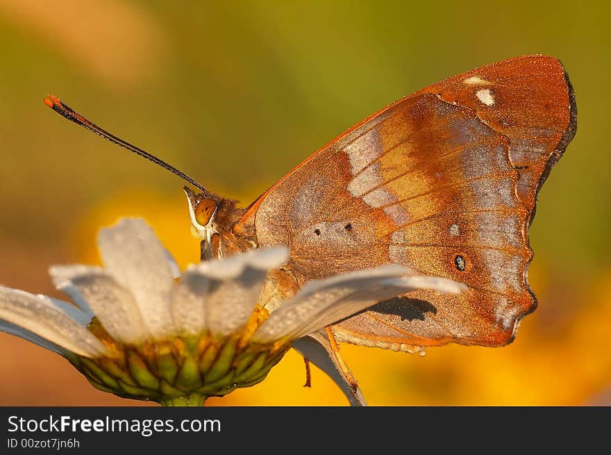 Beautiful butterfly in the summer light