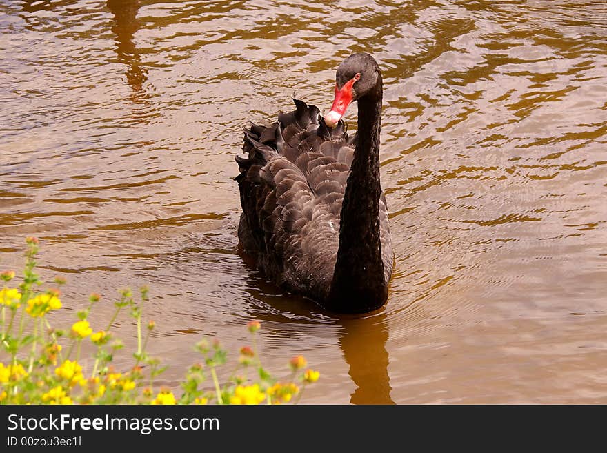 A black swan swimming in a pool