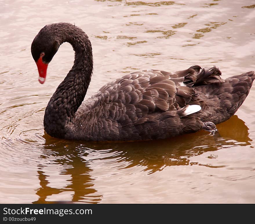 A black swan swimming in a pool