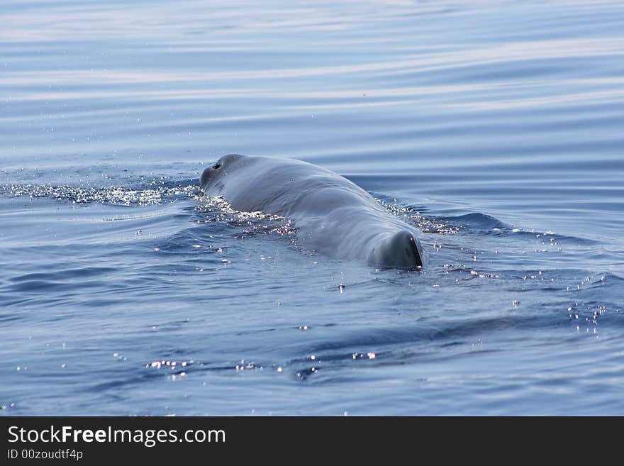 Wild Sperm Whale swimming free in the ocean. Wild Sperm Whale swimming free in the ocean