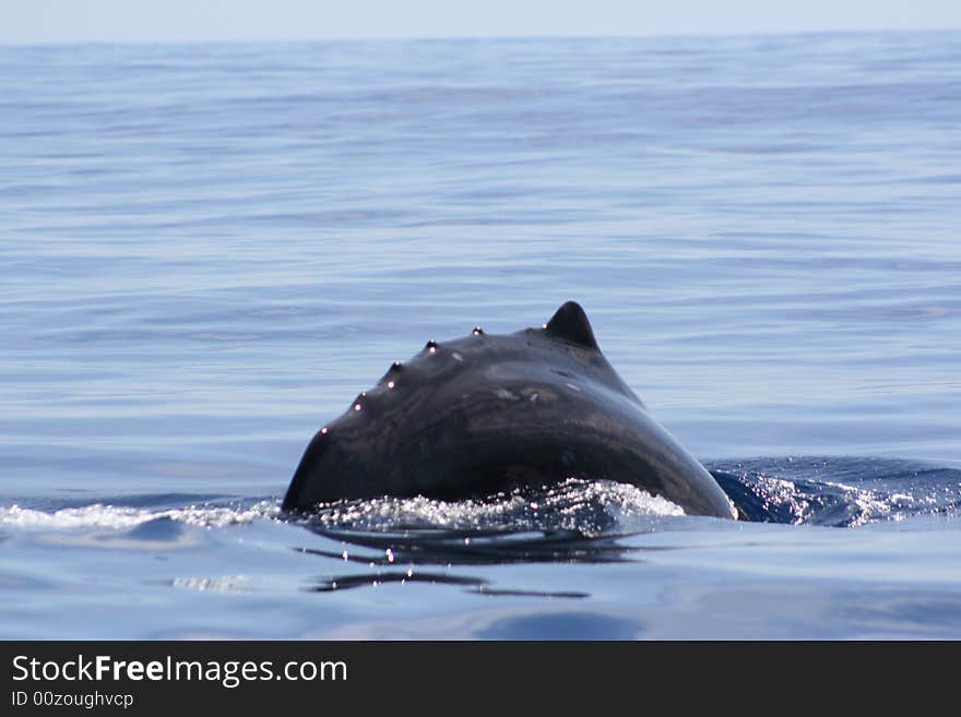 Wild Sperm Whale swimming free in the ocean. Wild Sperm Whale swimming free in the ocean