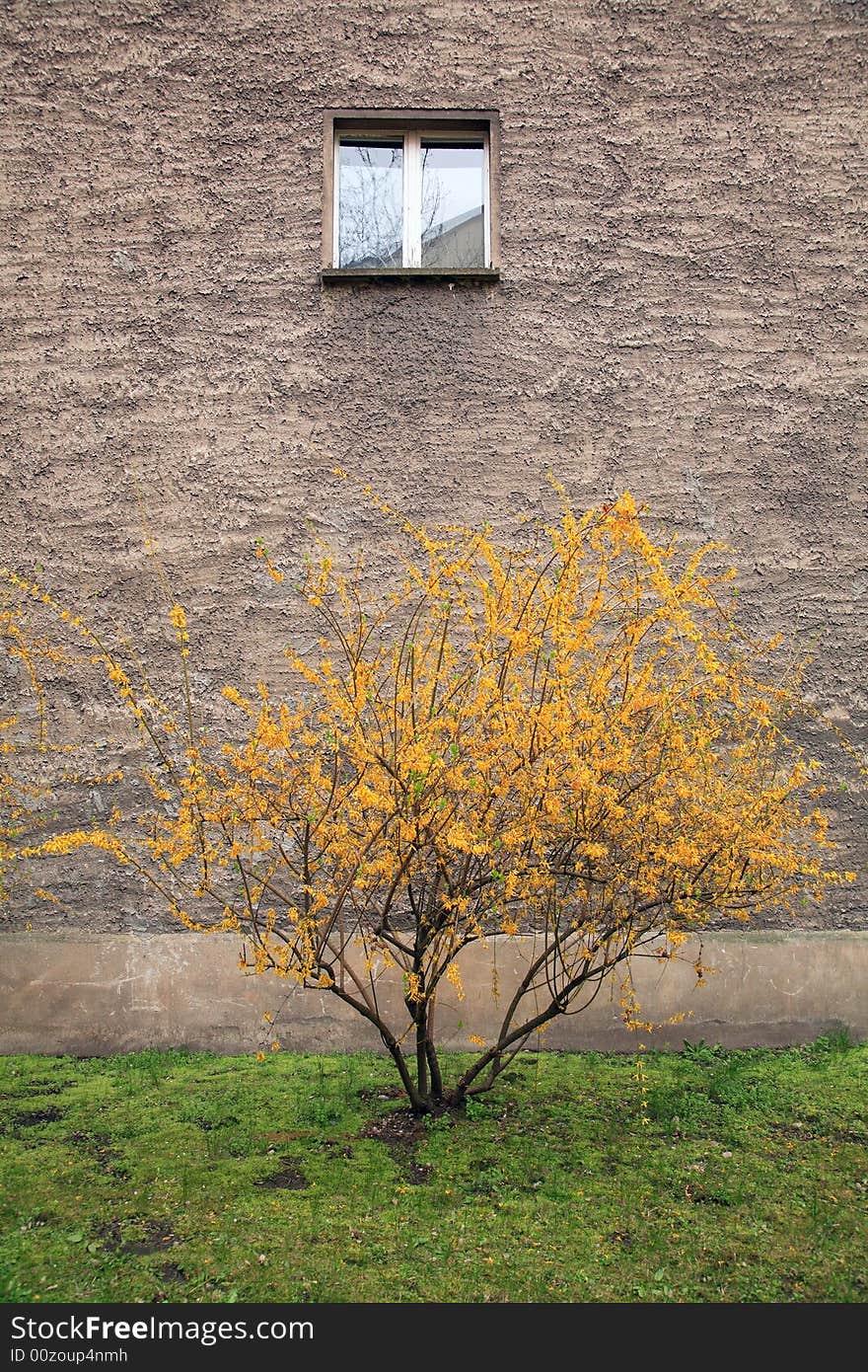 Berlin Window With Tree