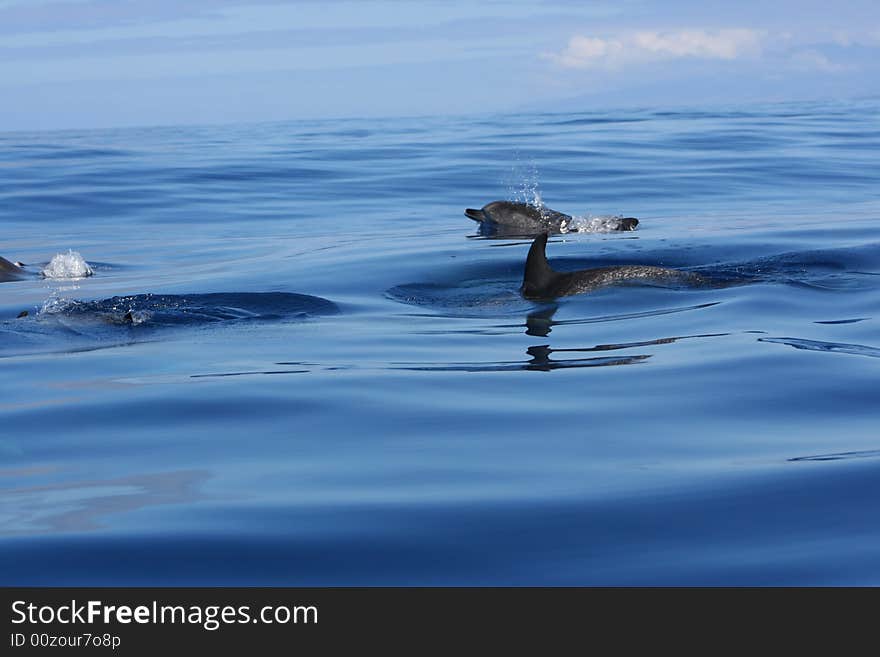 Wild striped dolphin swimming on the ocean. Wild striped dolphin swimming on the ocean