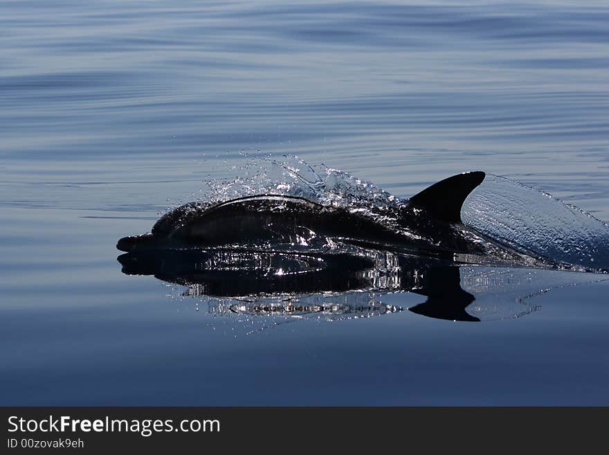 Wild striped dolphin swimming on the ocean. Wild striped dolphin swimming on the ocean