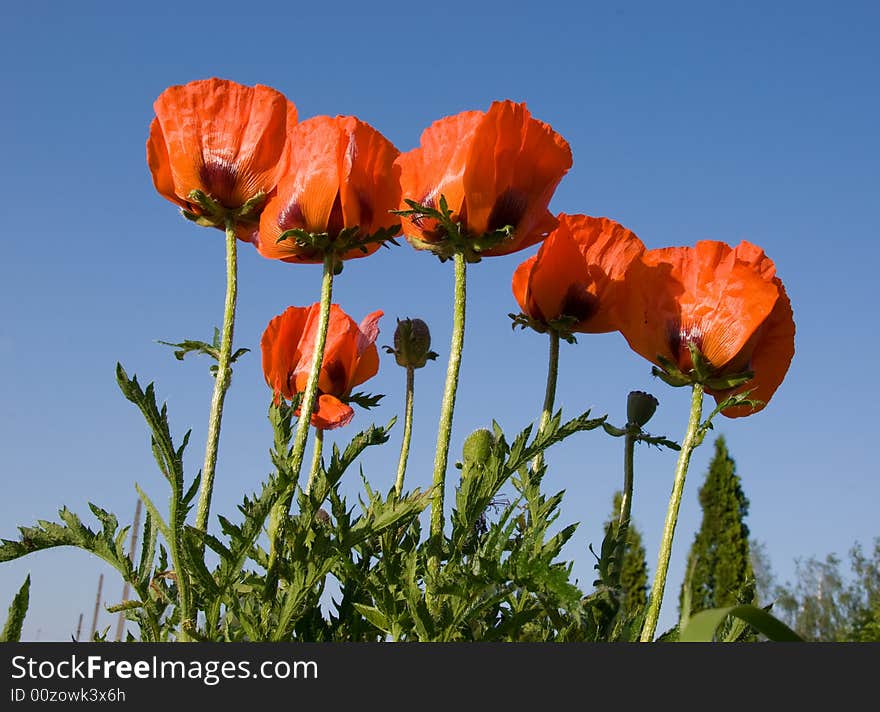 Poppies in a field over blue sky. Poppies in a field over blue sky