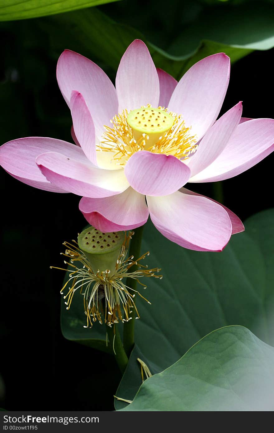 A charming lotus bloom in the pond.