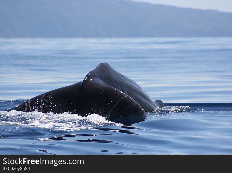 Wild Sperm Whale swimming free in the ocean. Wild Sperm Whale swimming free in the ocean