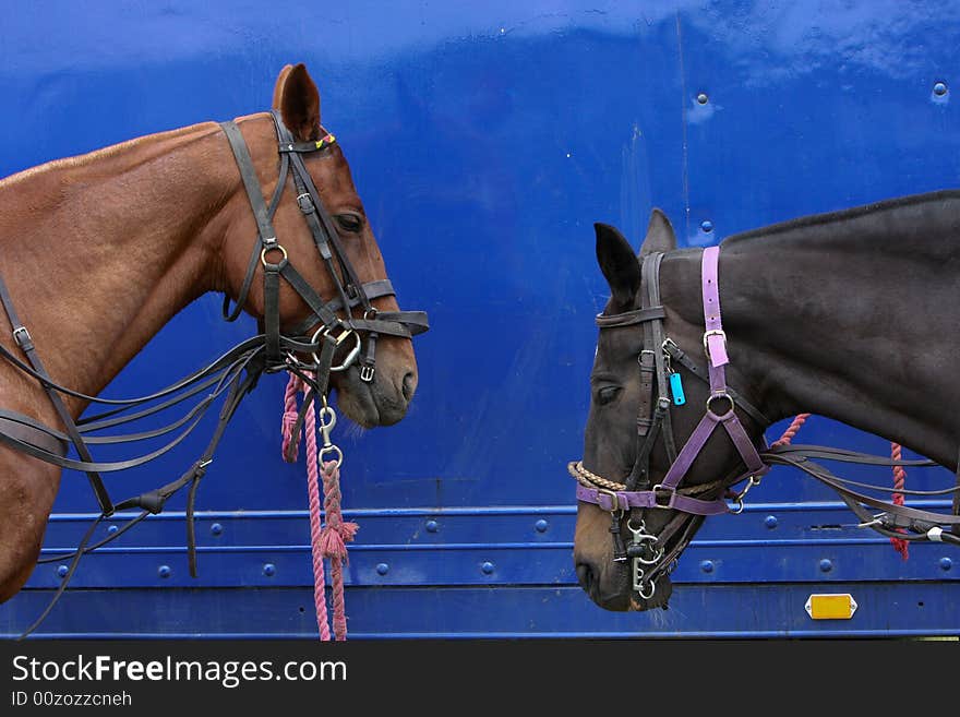 Two horses tired upto the wagon resting after being ridden. Two horses tired upto the wagon resting after being ridden