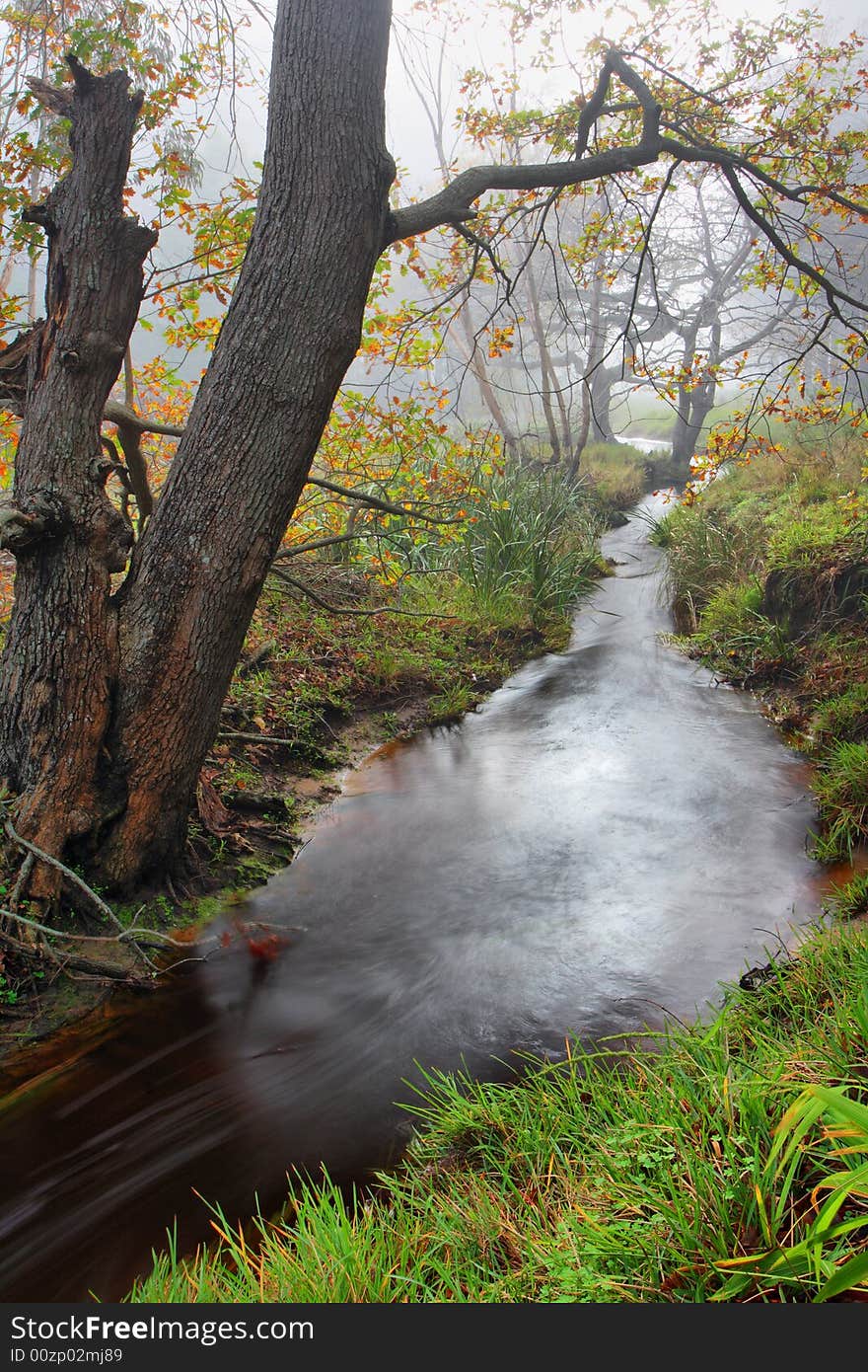 Misty forest