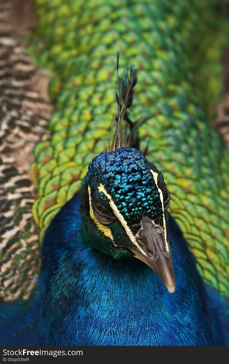 Very beautiful and proud peafowl