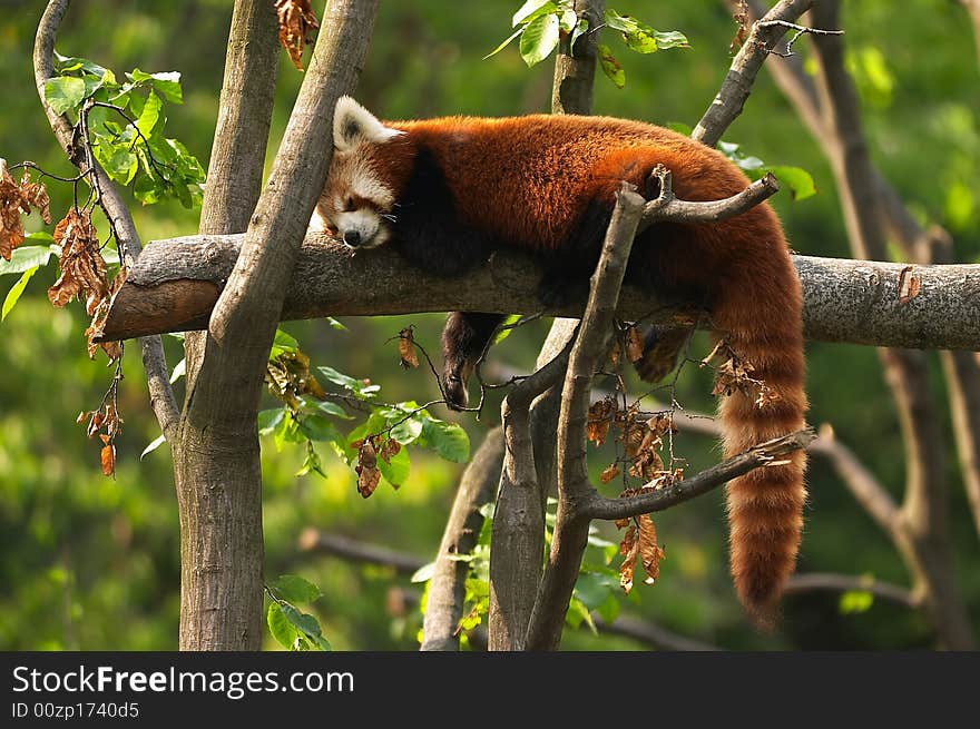 Red Panda