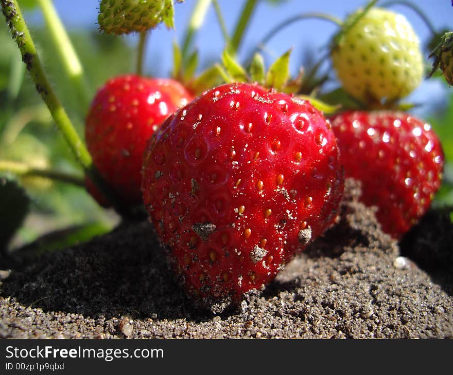 Fresh and mellowed strawberries