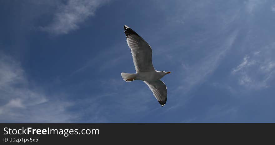 Seagull flying, seen on a blue clear sky. Seagull flying, seen on a blue clear sky