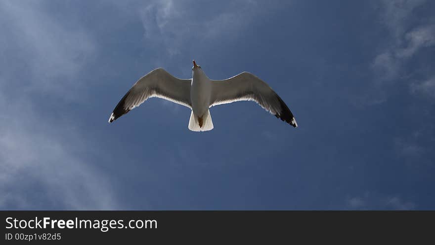 Seagull Flying, Against The Sun