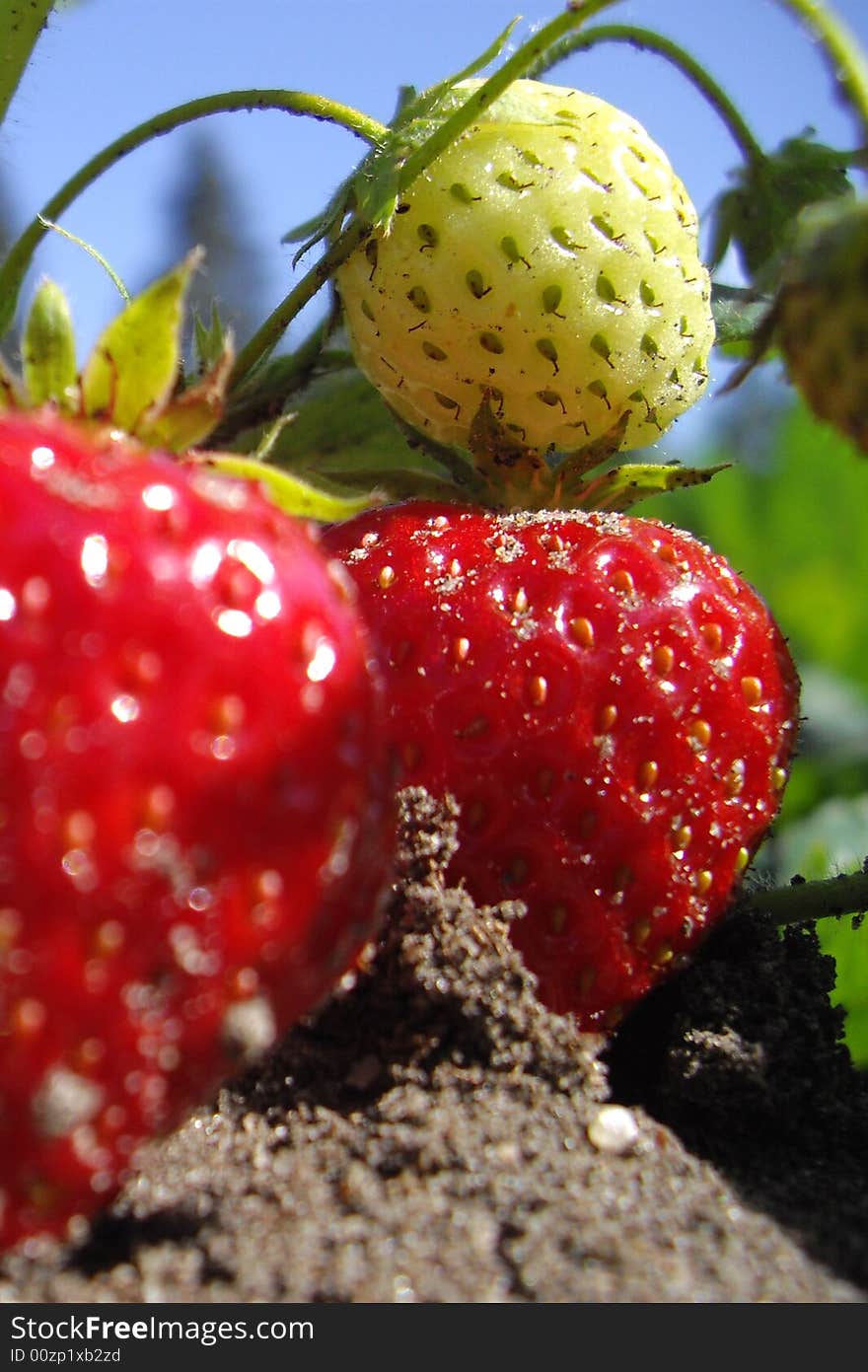 One raw and one mellowed strawberry. One raw and one mellowed strawberry