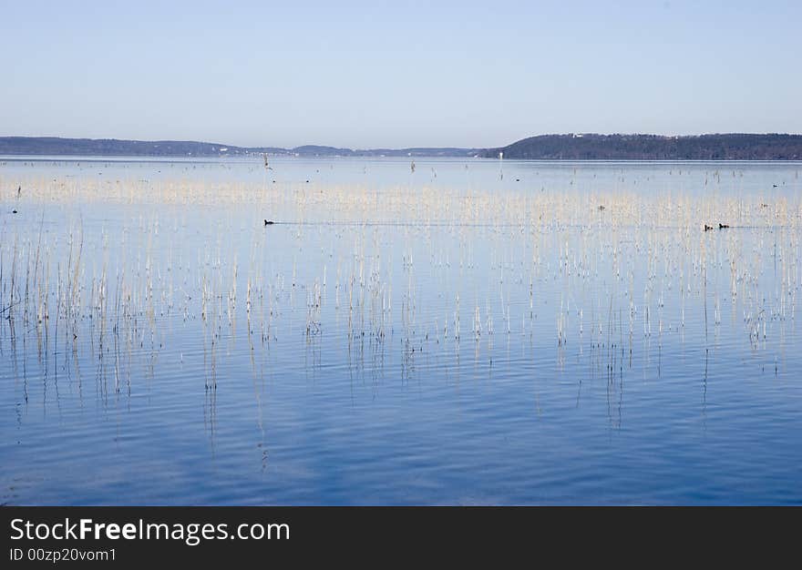 Reed in blue water