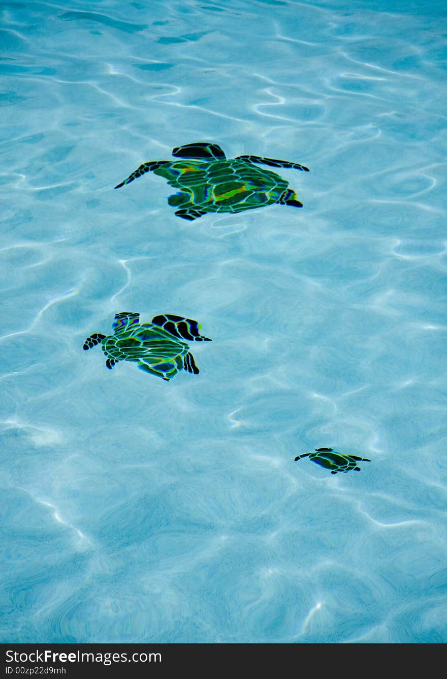 Rippled turtles on the floor of blue swimming pool. Rippled turtles on the floor of blue swimming pool