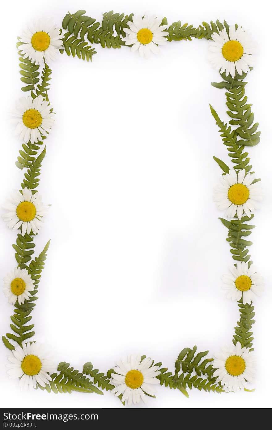 Frame from leaf and daisy with white background