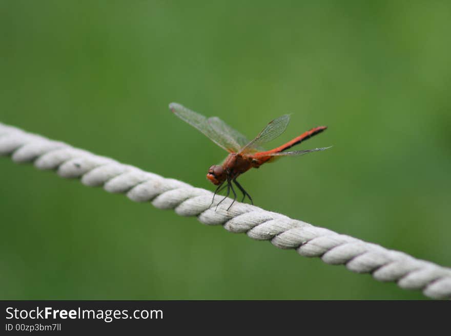 Dragonfly on a rope in a garden