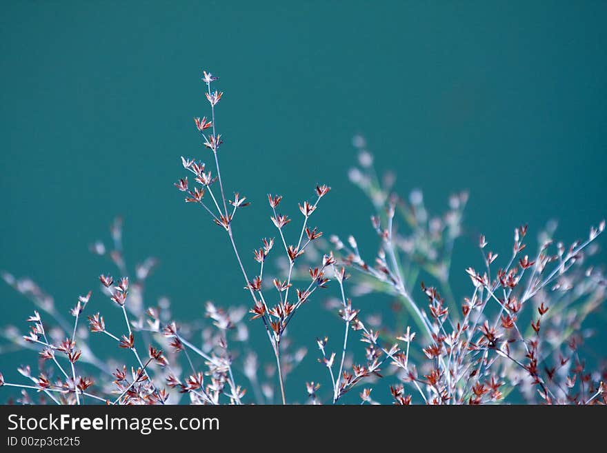 Plants in silhouette on pond shore. Plants in silhouette on pond shore