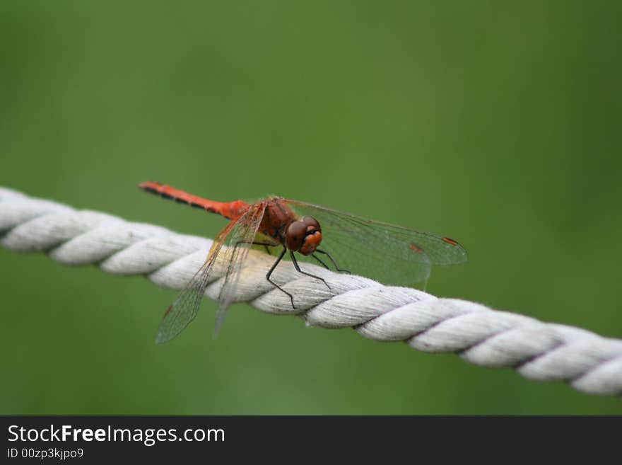 Dragonfly on a rope in a garden