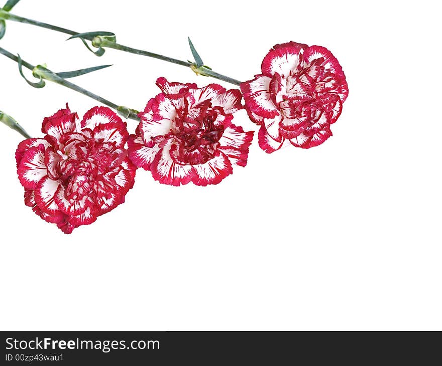 Red carnations on a white background with copy space