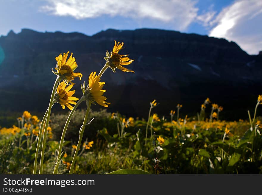 Sunflowers