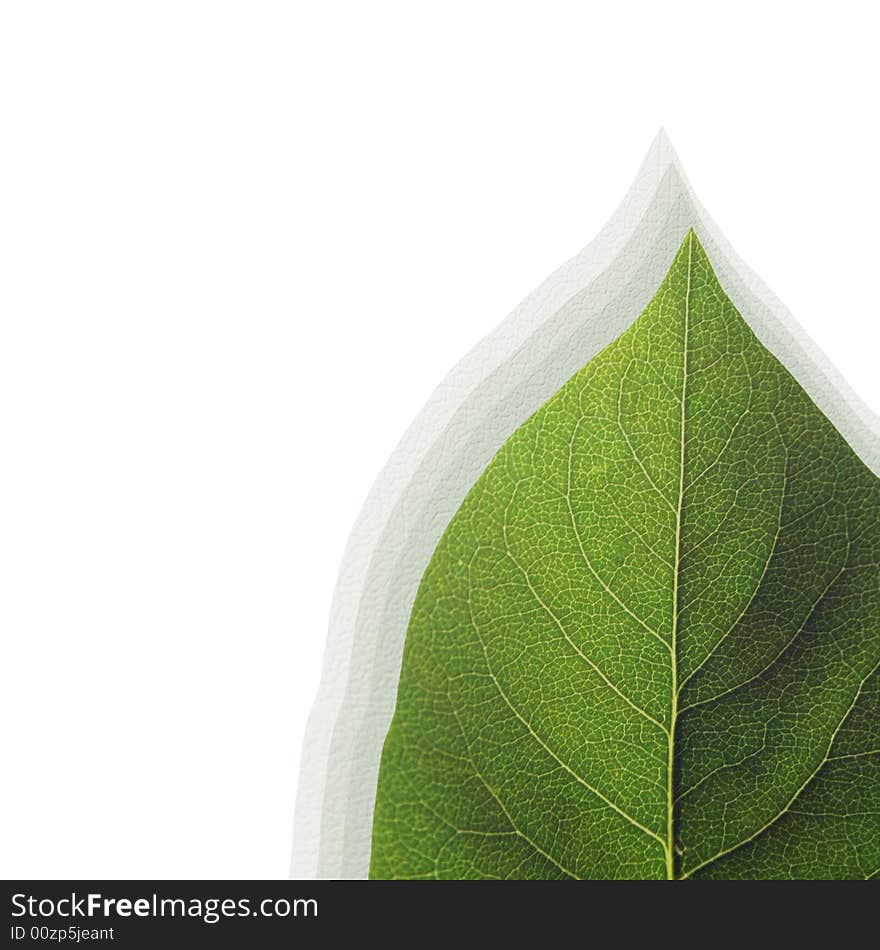 Close-up of green leaf composite on white background