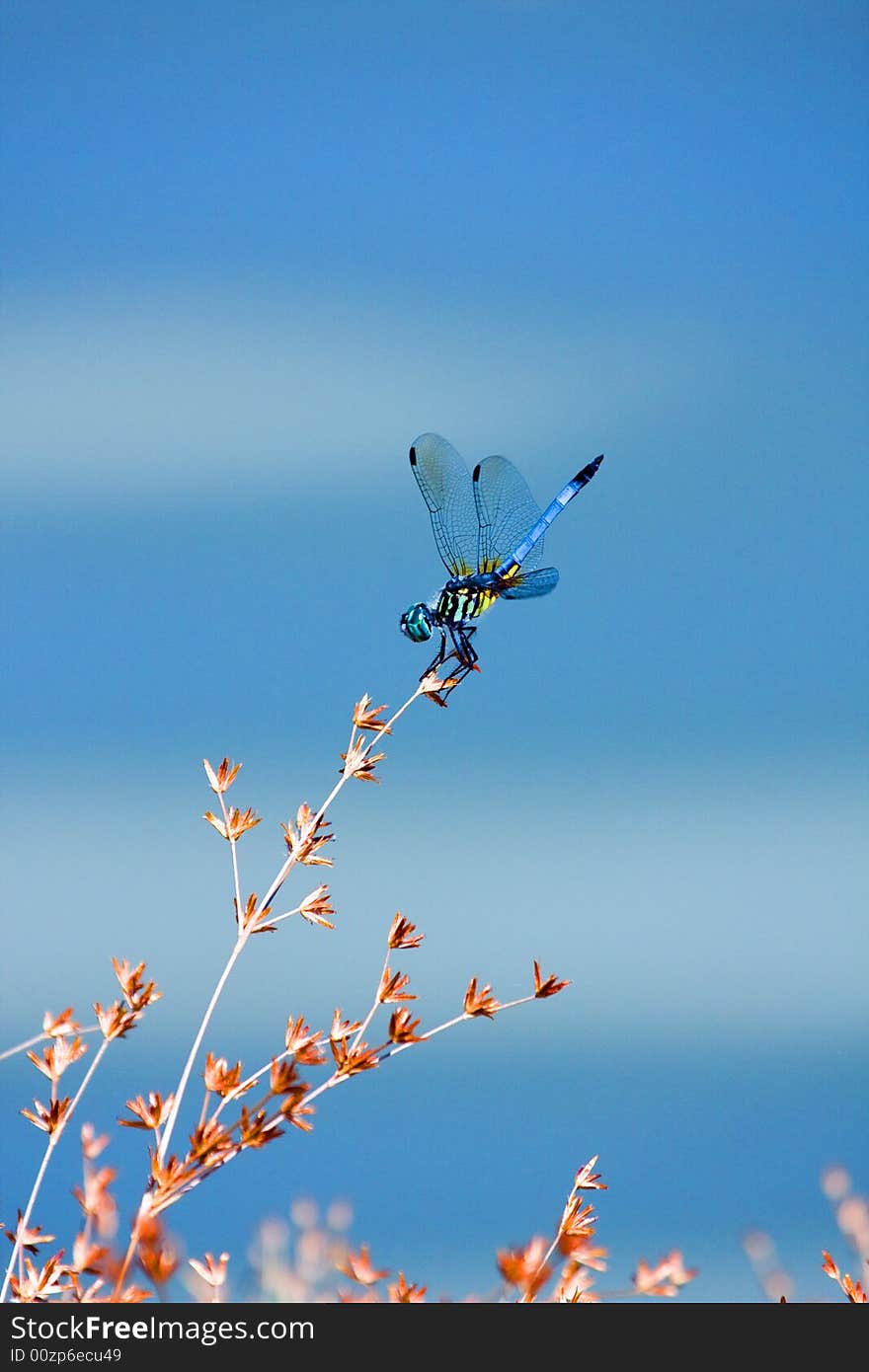 A dragonfly perfectly perched on grass. A dragonfly perfectly perched on grass