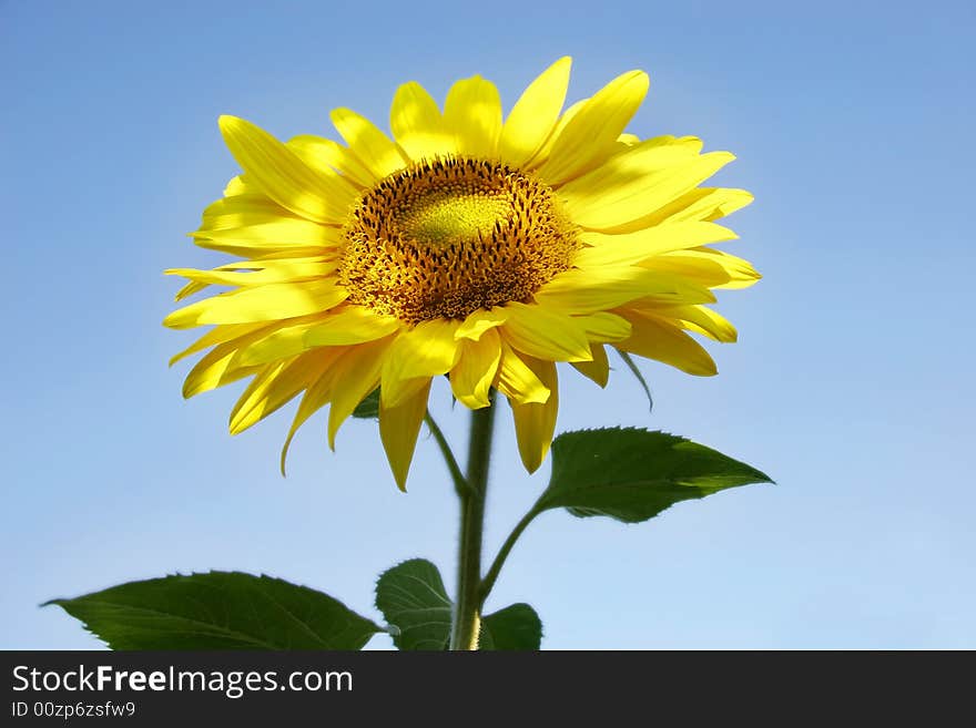 Sunflower isolated over blue background. Sunflower isolated over blue background