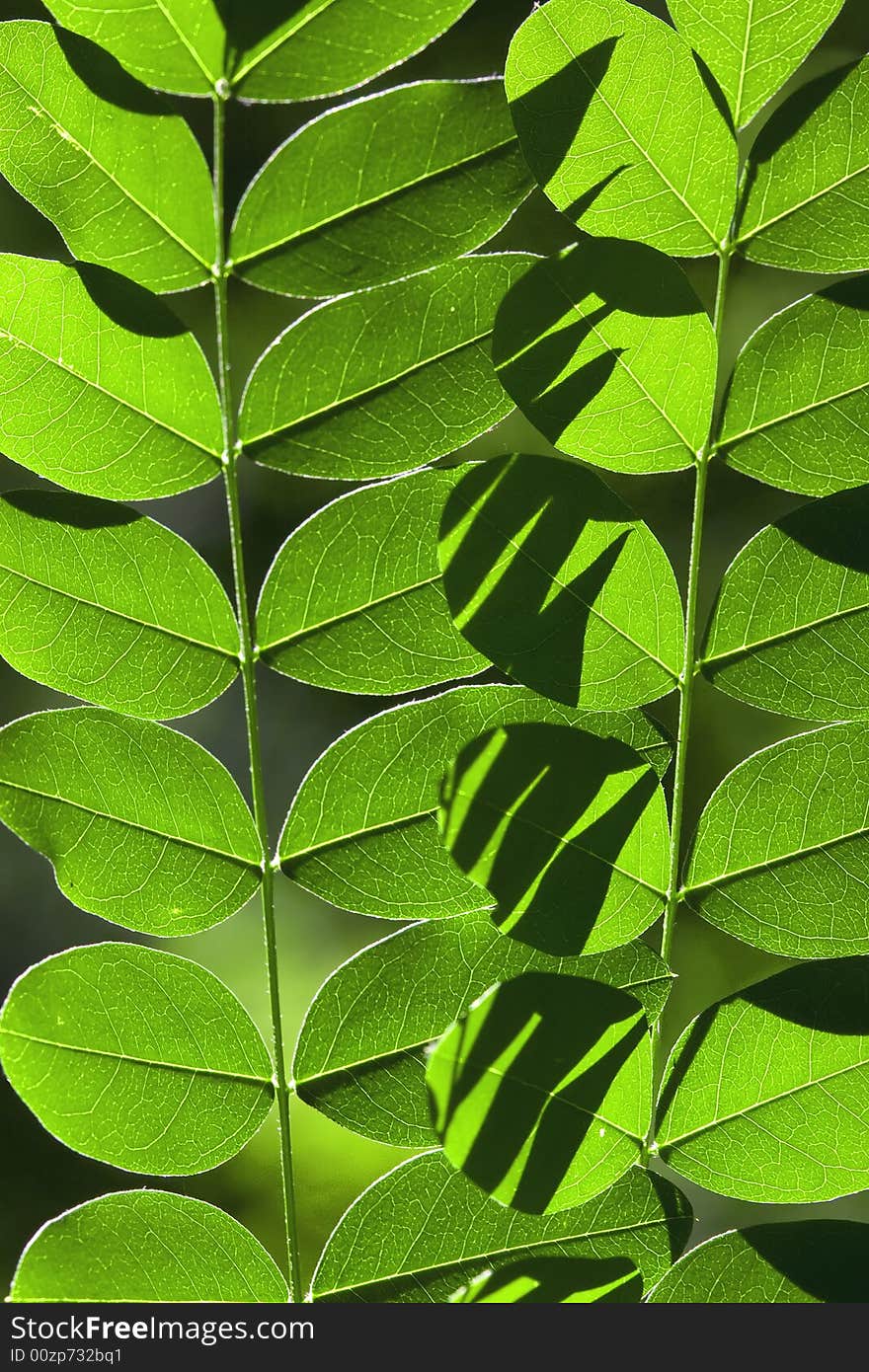 A summer sunlight on the green leaves array. A summer sunlight on the green leaves array