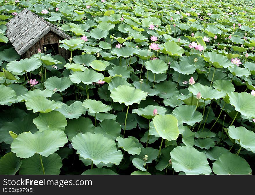 Lotus bloom in the pond. Lotus bloom in the pond.