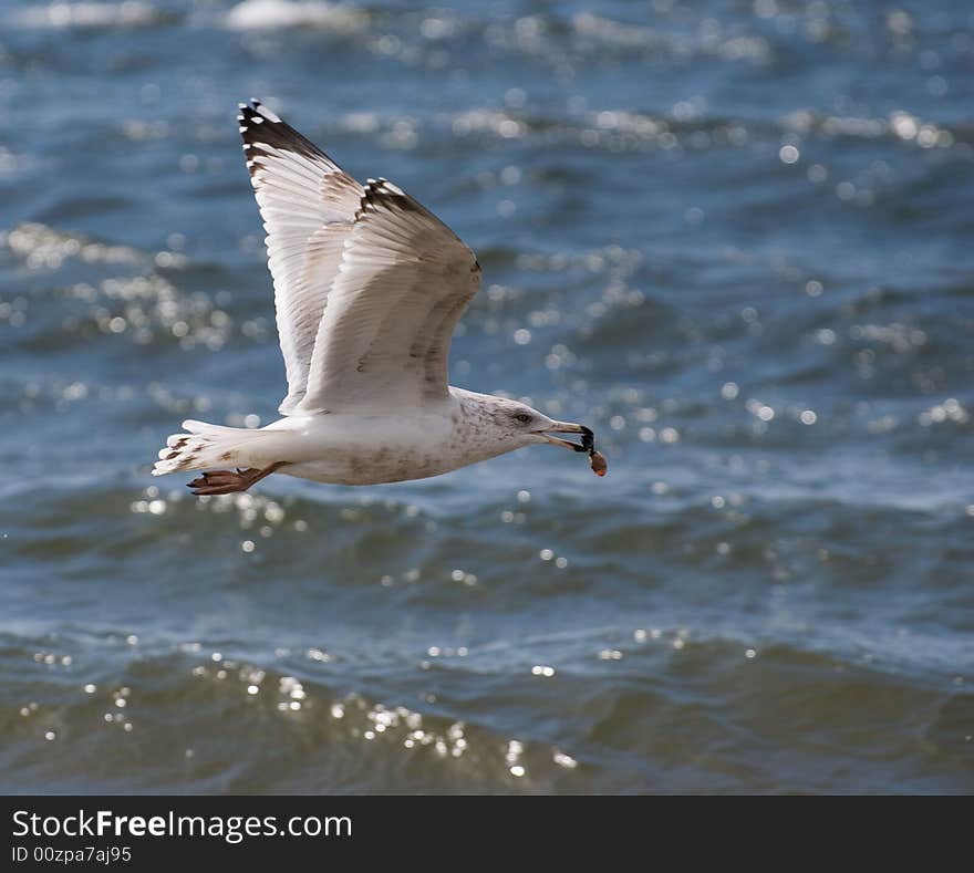 Gull flying over ocean