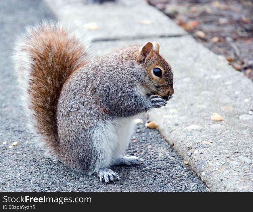 Squirrel At The Side Of A Road