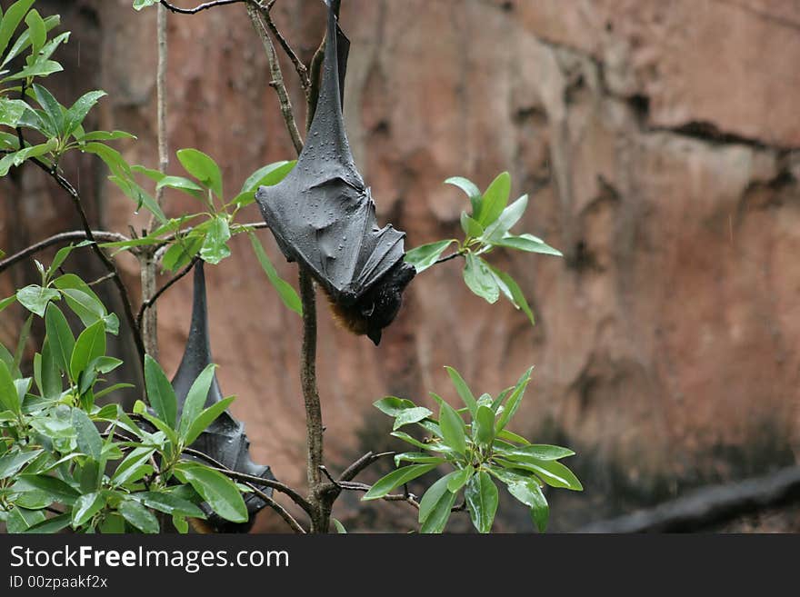 Fruit Bat