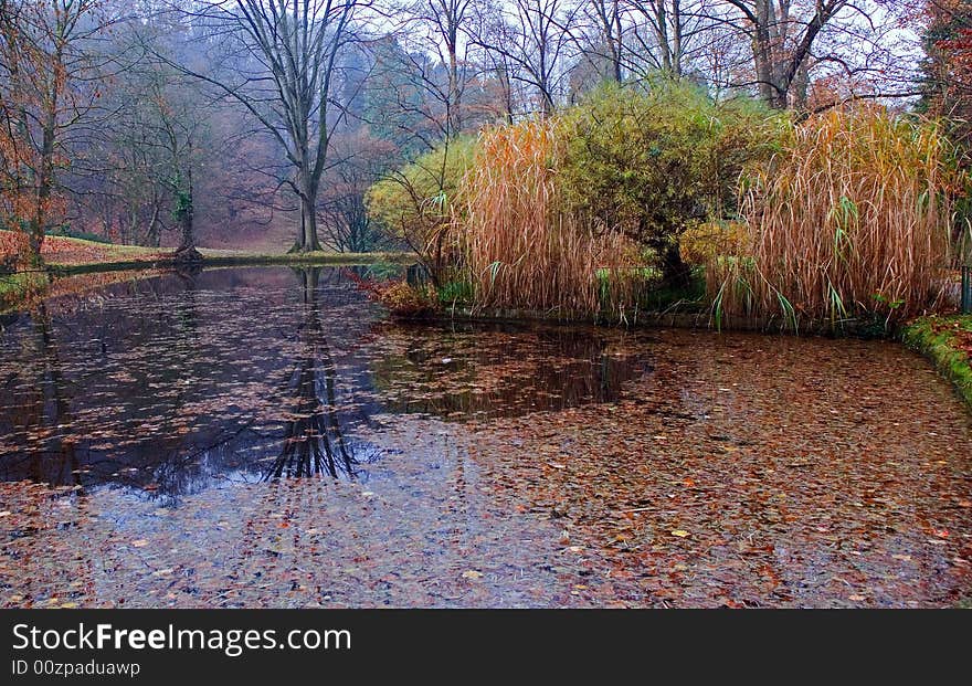 Autumn pond. Falling off leaves are in water. Reflection of tree.