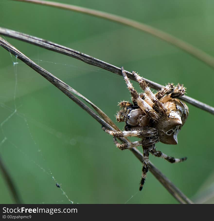 Spider and the web