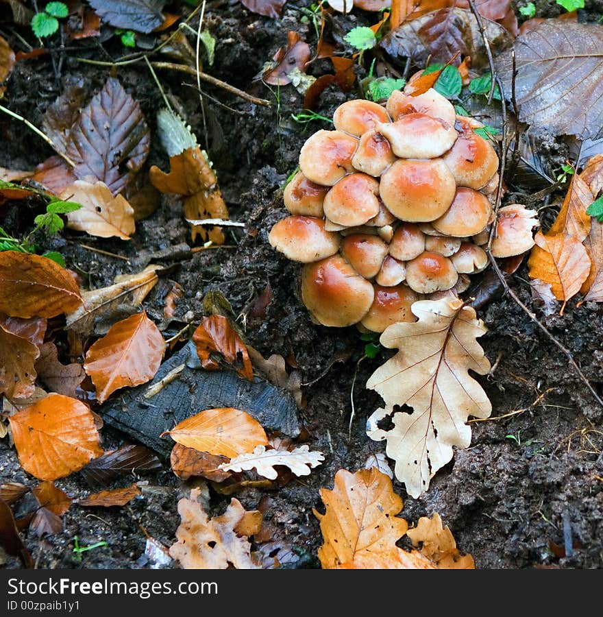 Rainy autumn is in the forest and mushrooms