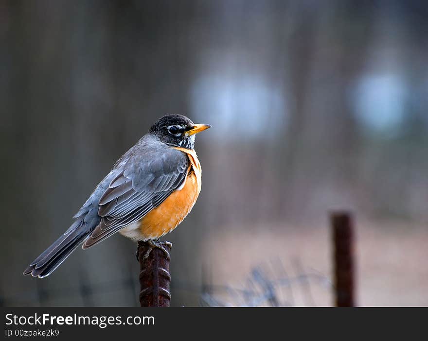 Robin resting on a ferrous stick saw a photographer and became alert. Robin resting on a ferrous stick saw a photographer and became alert