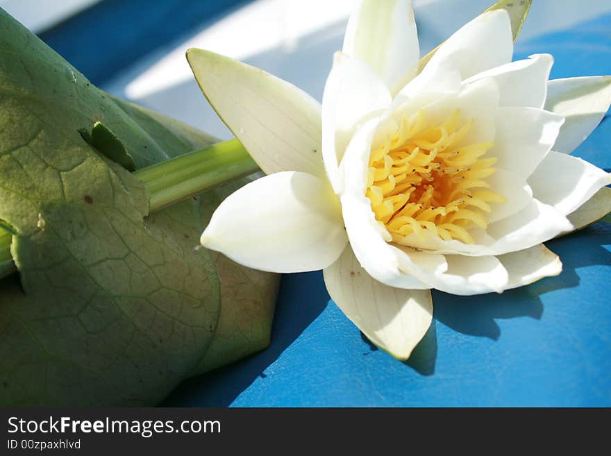 A nice and white water lily