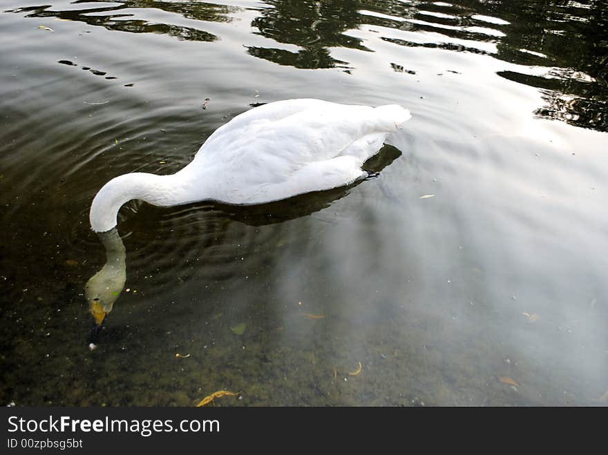 Swans in Regent s Park - 4