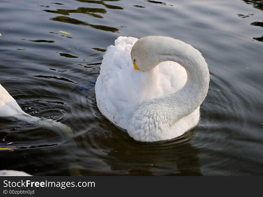 Swans in Regent s Park - 3